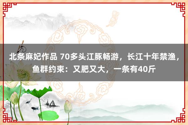 北条麻妃作品 70多头江豚畅游，长江十年禁渔，鱼群约束：又肥又大，一条有40斤